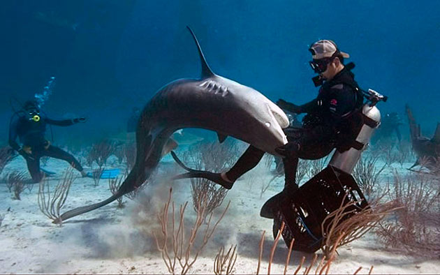Тигровая акула представляет большую опасность для человека и с каждым годом нападения на человека возрастают