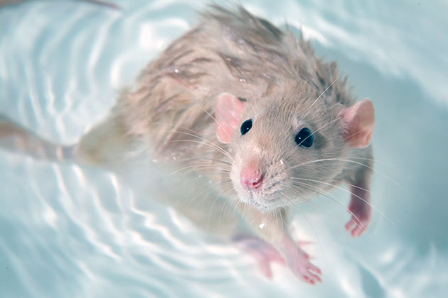Декоративные крысы очень честолюбивы и купают их в основном перед выставкой