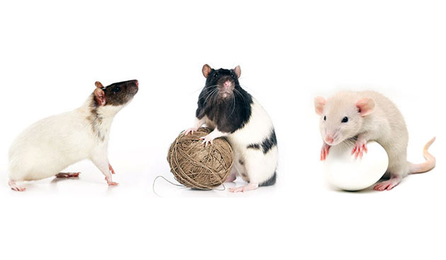 Декоративные крысы бывают различных окрасок и иметь густую шерсть или быть бесшерстной
