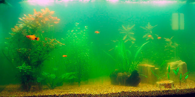Зеленная вода в аквариуме сигнализирует, что в воде появилась эвглена зеленая