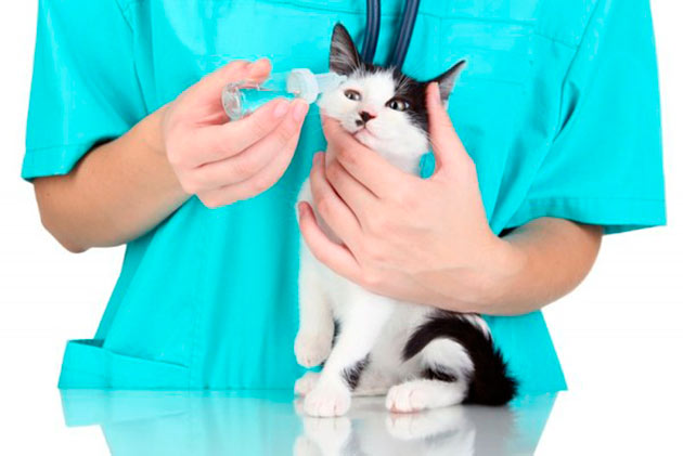Только ветеринар сможет диагностировать и составить курс лечения для вашей кошечки