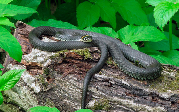 ареал обитания ужа обыкновенного обширен, а змея живет практически на любом ландшафте