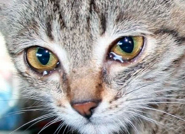 Почему у кошек слезятся глаза