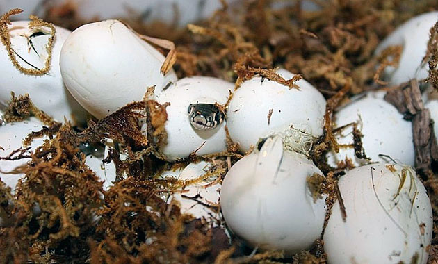 После того, как самка ужа обыкновенного отложила яйца она покидает свое будущее поколение