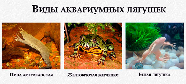 Виды Аквариумных Лягушек С Фото И Названиями
