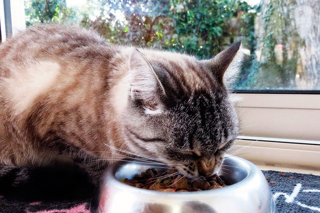 Для малоподвижных или пожилых кошек рекомендуется давать сухой корм холистик