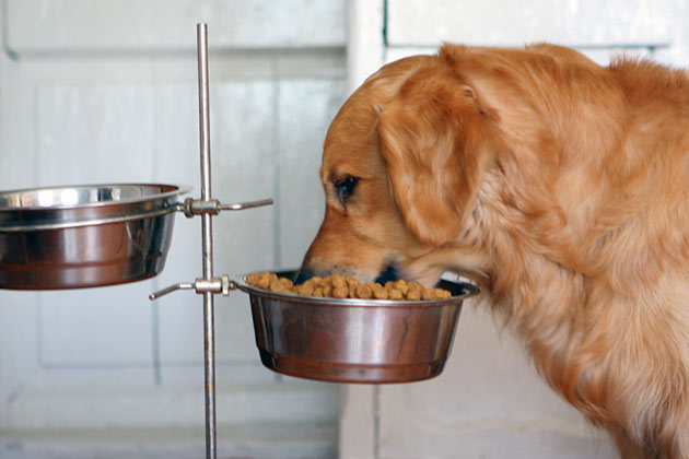 Владельцы взрослых собак отдают предпочтение влажным кормам-холистикам, к ним можно добавить овощи или натуральное мясо
