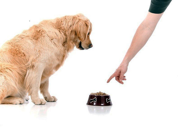 Кормить собаку во время беременности желательно влажными или натуральными продуктами