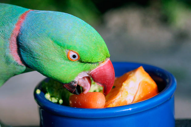 Ожереловые попугаи очень любят свежие овощи и фрукты