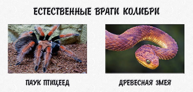 К естественным врагам колибри относятся пауки-птицееды и древесные змеи