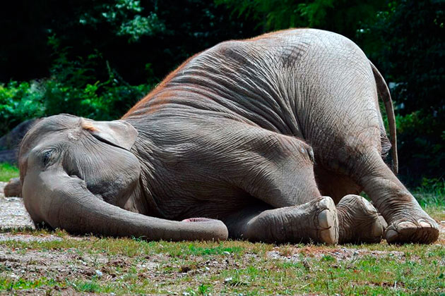 Слоны, в основном, спят стоя пару часов и лишь в 3-4 дня ложаться на землю