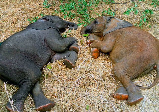 Слонята спат в окружение взрослых слонов, так они защищены от хищников