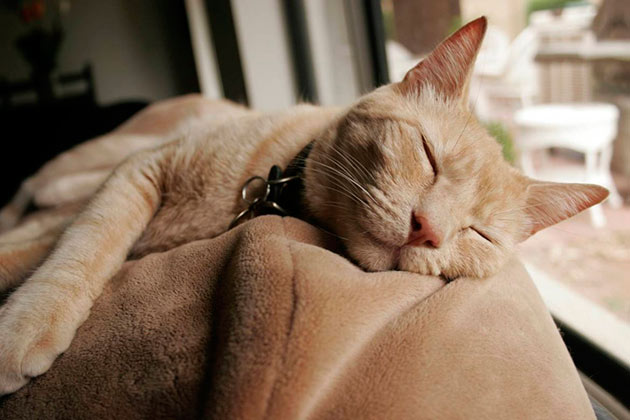 Здоровые коты после обеда впадают в состояние полудрема и могут заснуть где угодно