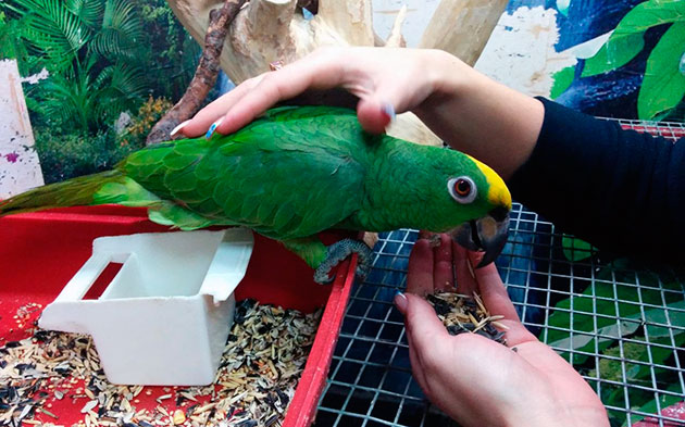 Покупать попугая амазон необходимо приобретать, только в официальных питомниках, либо вы рискуете купить дикую или даже больную птицу