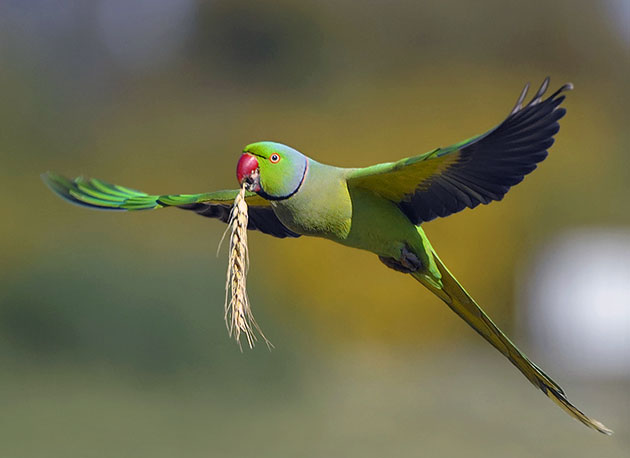 Ожереловый попугай (Индийский кольчатый попугай)
