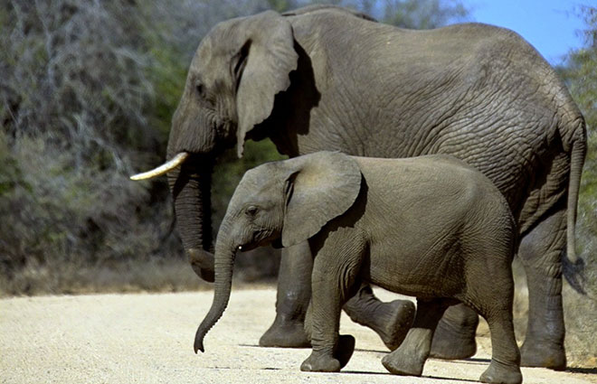 Из-за своих размеров, взрослые слоны практически не имеют врагов, в основном продолжительность жизни слонов обуславливаются крепостью и наличием зубов