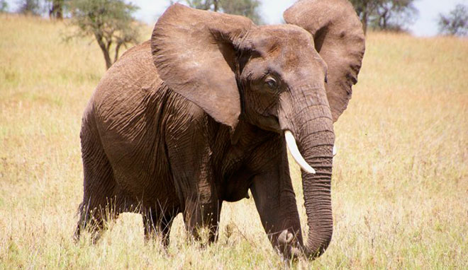 Сколько лет живут слоны