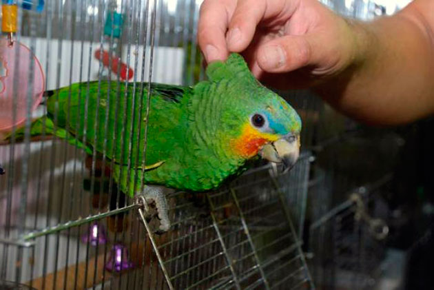 Попугай амазон тропическая птица, поэтому очень любит влажный воздух и теплый климат