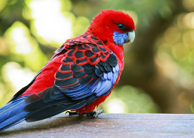 Виды попугая розеллы отличаются как окраской, так и размерами
