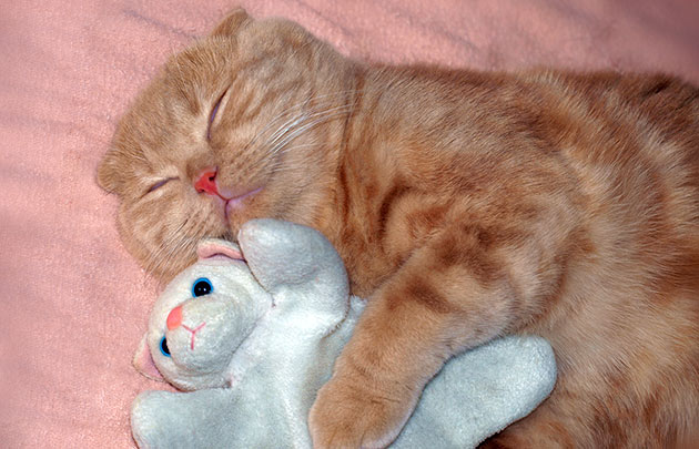 Учеными доказано, что кошки видят сны