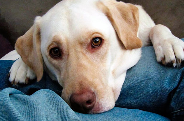 Бартонеллез у собак протекает, зачастую, бессимптомно 
