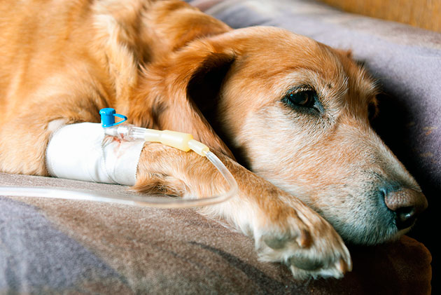 Коварность болезни гепатозооноз у собак заключается в том, что болезнь может проявить себя через несколько лет