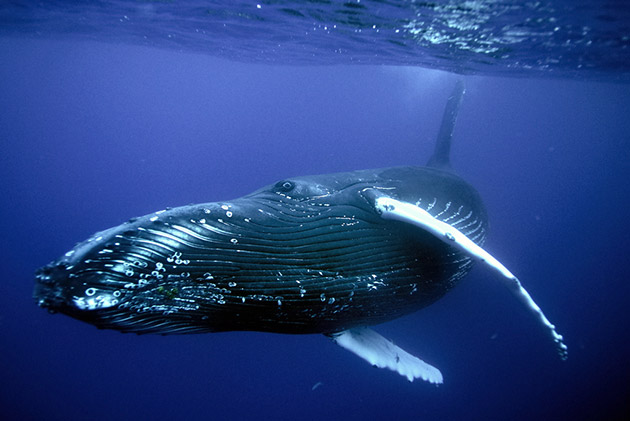 Голубой или синий кит