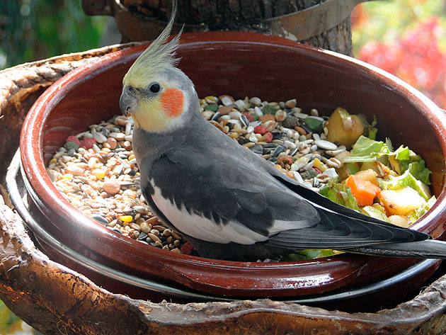 Попробуйте дать попугаю несколько видов кормов и какой ему больше понравиться, тем и кормите