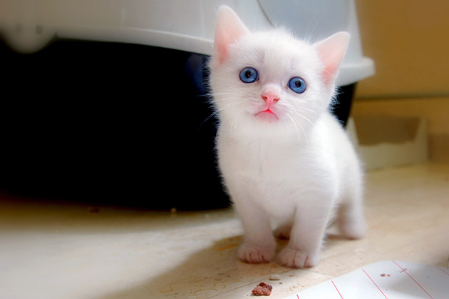 Как назвать котенка белого цвета