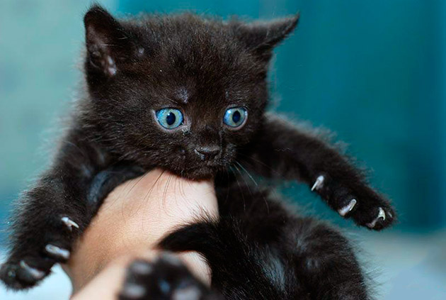 Прозвище для вашего черного котенка может ограничиваться, только вашей фантазией