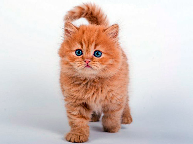 Кличка рыжего котенка не должна быть созвучной с именами домочадцев или хозяином дома