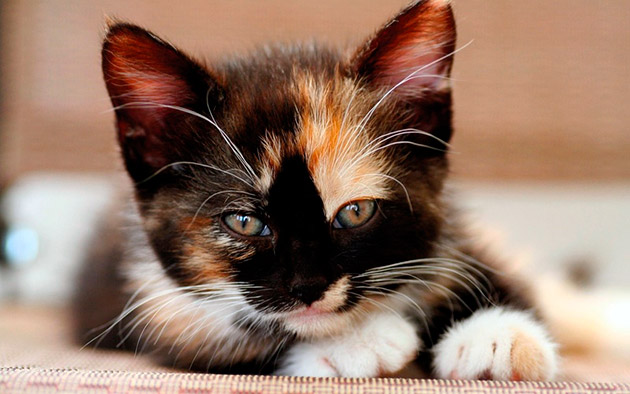 Котята с черно-бело-рыжим окрасом, как правило обладают очень покладистым характером