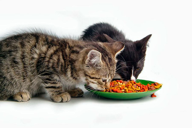 Сухие корма для кошек делятся на несколько типов и различаются по цене, качеству