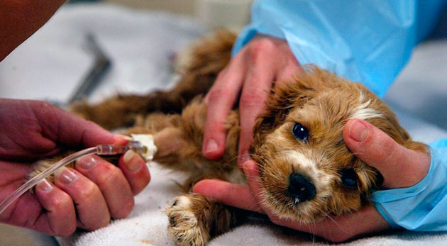 По статистике клещевой энцефалит у собаки, является основной причиной смерти собак