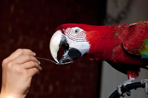 Попугая можно побаловать пищей животного происхождения, например кефиром