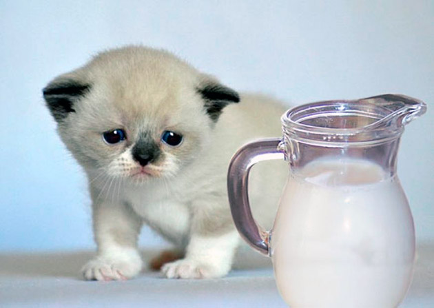 Желудок котенка более приспособлен для молока