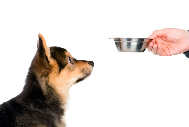 Можно ли собакам сухой корм