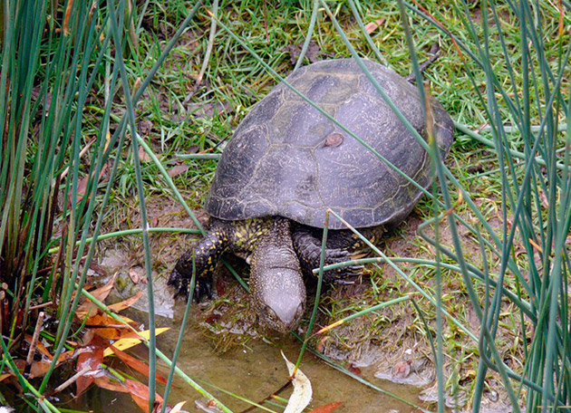 В природных условиях европейские болотные черепахи селятся рядом с водоемами