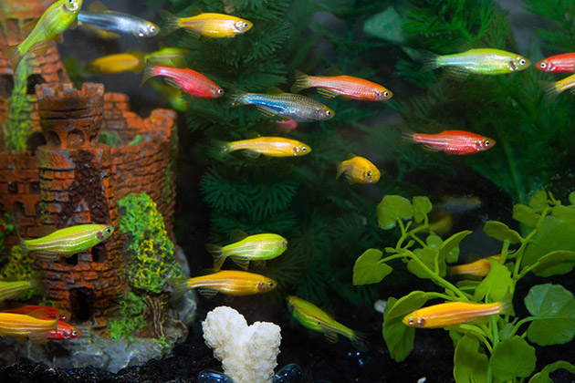 Содержать GloFish , могут даже неопытные аквариумисты