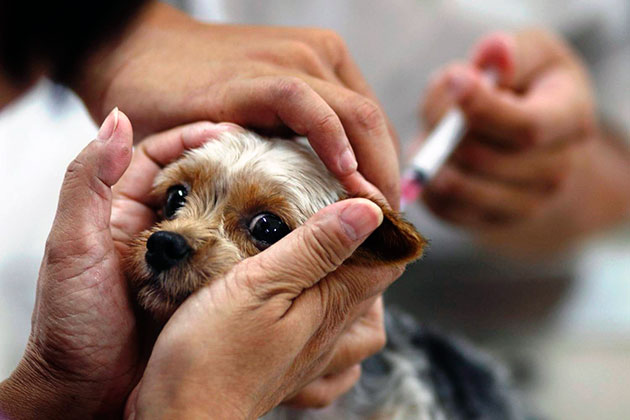 Перед вакцинацией щенок необходимо дать глистогонный перпарат