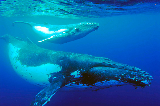 Разновидности синего кита отличаются в основном по габаритам и анатомии тела