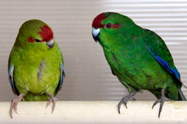 Попугаи какарики – фото, описание, содержание, купить, отзывы