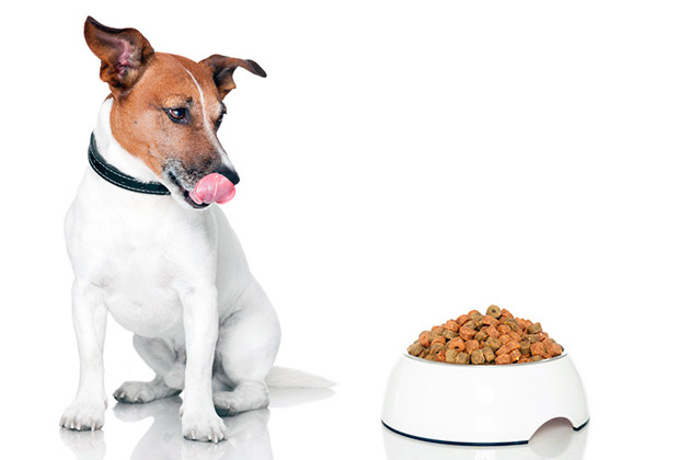 Сухой корм для собак является самым оптимальным покупным видом корма