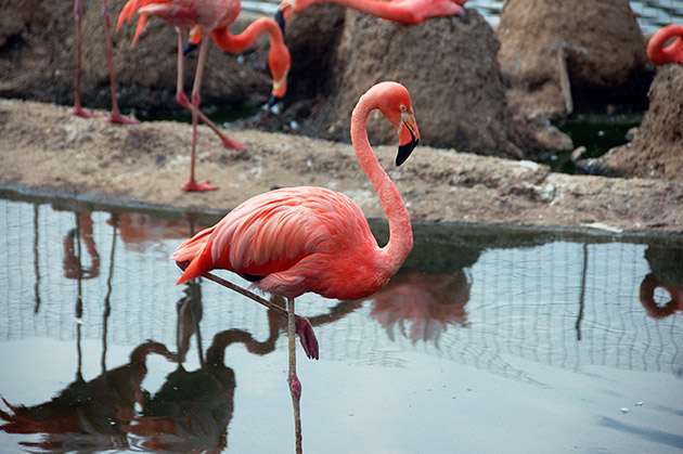 Многие птицы также могут спать стоя - фламинго, аисты, цапли