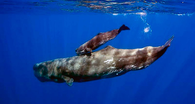 Синий или голубой кит создают моногамную пару и остаются верны друг другу