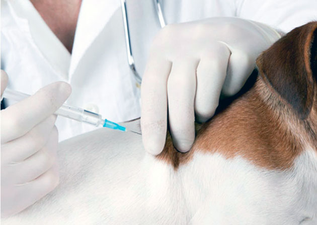 На сегодняшний день существует множество препаратов для вакцинации щенков, правильно подобрать вам сможет ветеринар