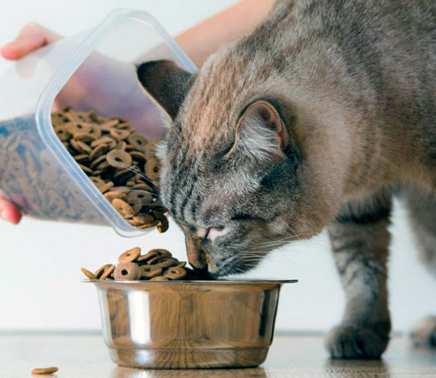 Если решили кормить кошку кормами эконом класса обязательно изучите состав