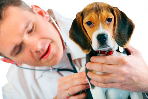 Нейротоксическая реакция при укусе собаки клещом, часто проявляется в параличе конечностей