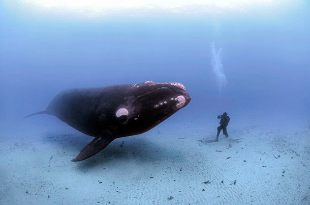 Массовое истребление голубых китов началось в 1868 и закончилось, лишь в 1966