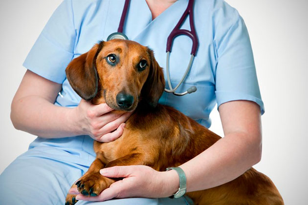 Если вы не обладаете достаточным навыком в удаление клещей у собаки, лучше обратиться в ветеринарную клинику